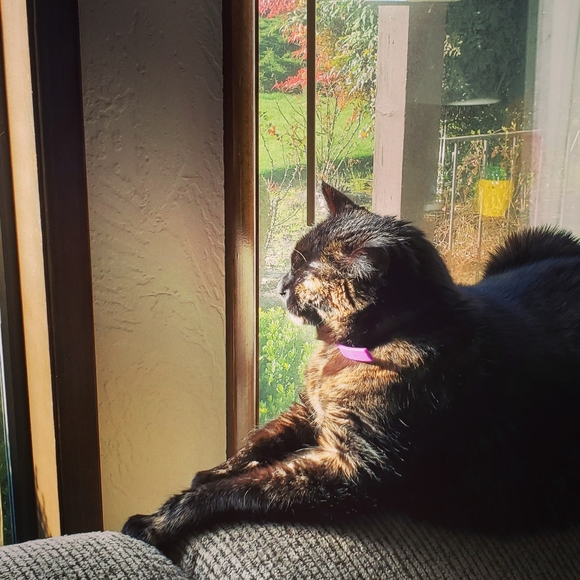 🦄Welcome to my closet!🦄 - Picture 3 of 7